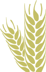Wheat - Trigo